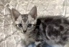 アメリカンショートヘア【東京都・男の子・2025年10月11日・シルバータビー】の写真5