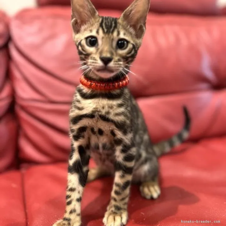ID:2306-02862の子猫