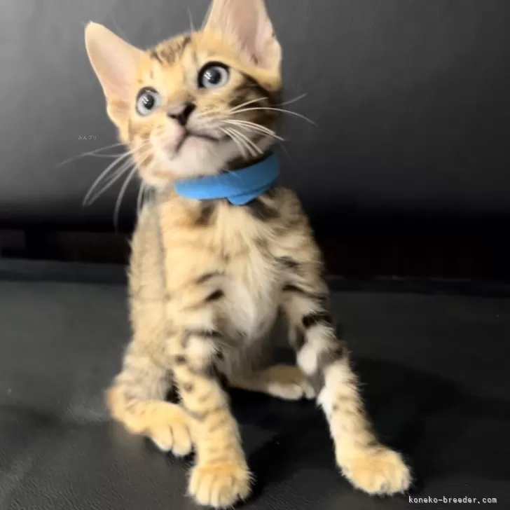 ID：2408-00905の子猫