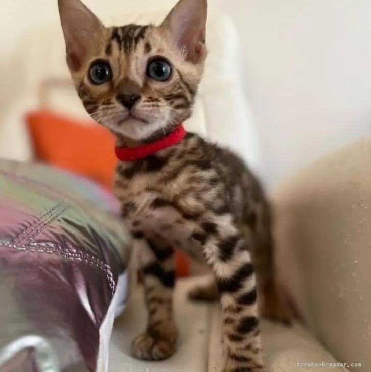 ID:2208-01051の子猫