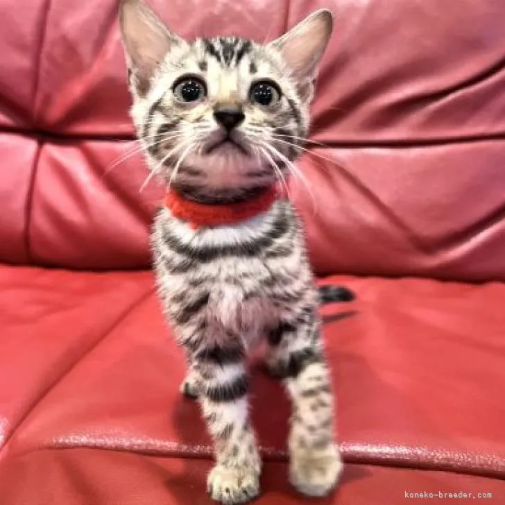 ID：2209-00792の子猫
