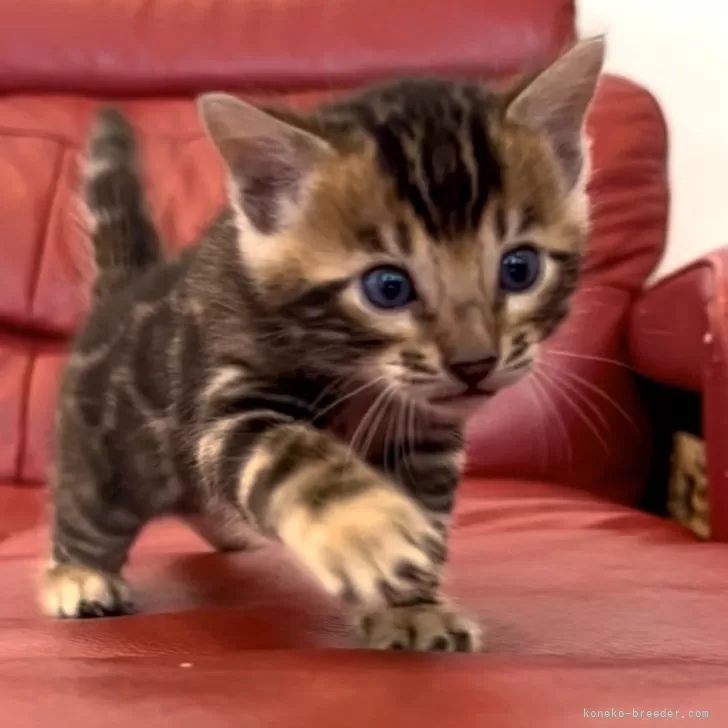ID:2411-00174の子猫