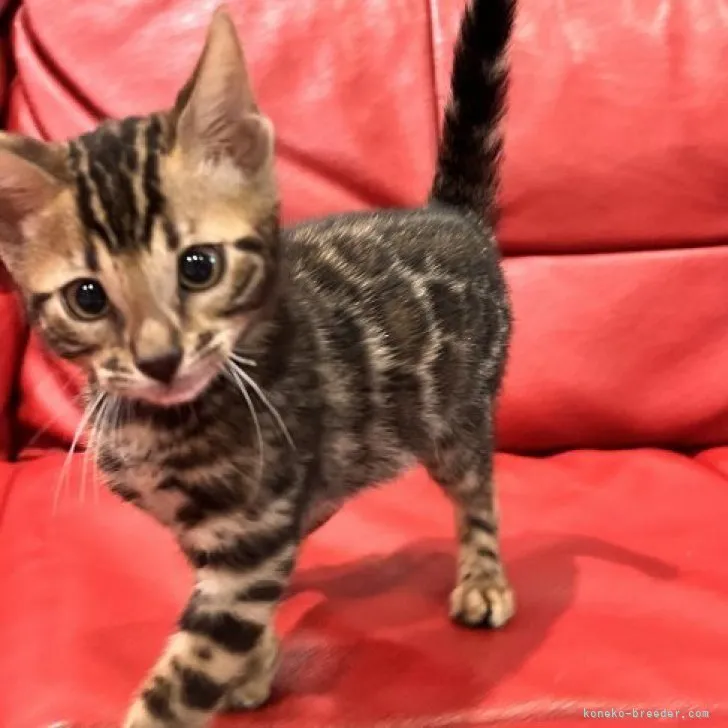 ID：2304-02328の子猫