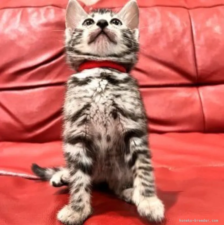 ID：2305-00908の子猫