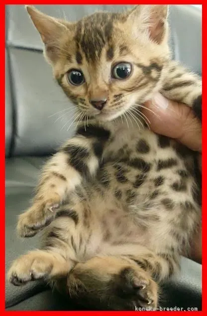 探検家 様のお迎えした子猫