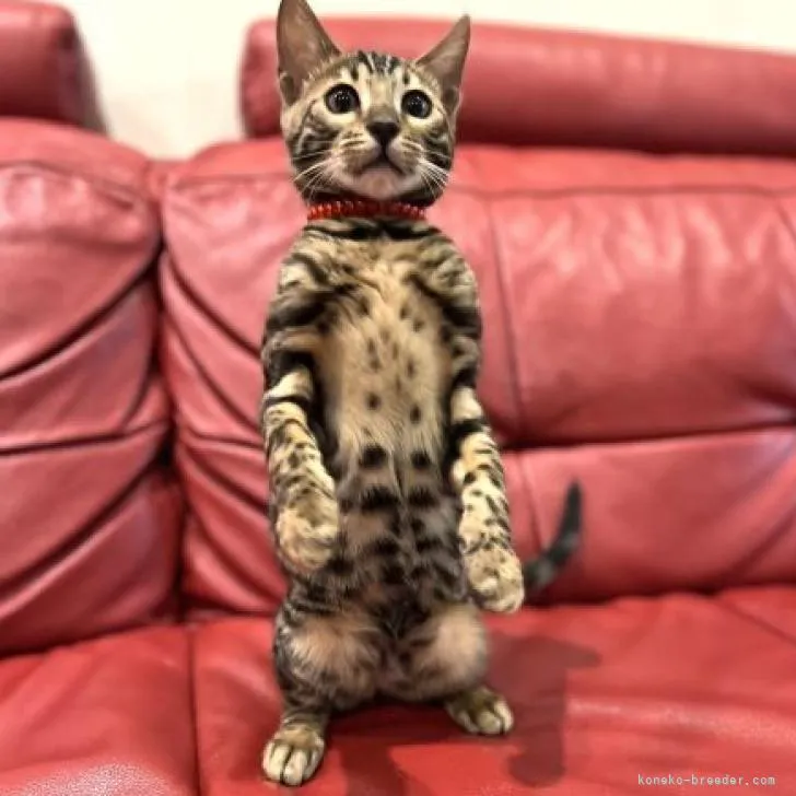 ID:2211-00298の子猫