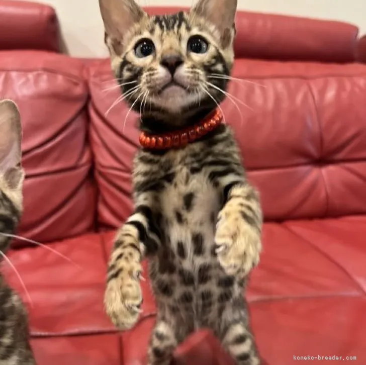 ID：2306-02857の子猫