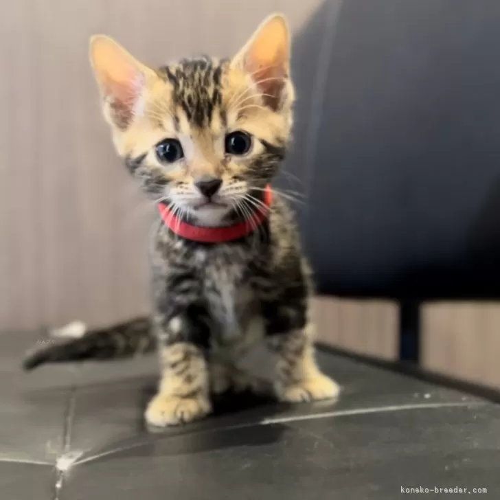 ID:2404-01050の子猫