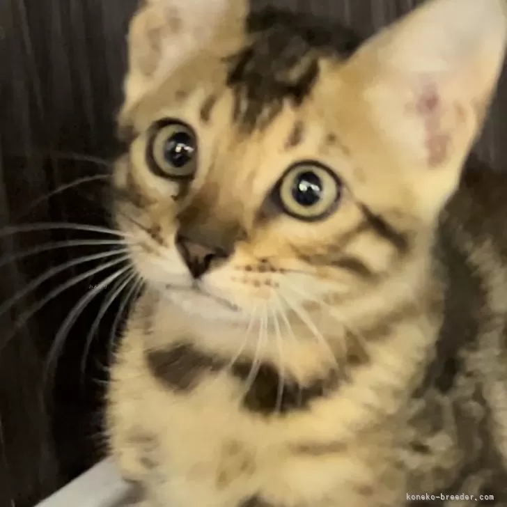 ID：2409-03130の子猫