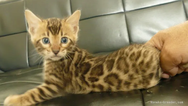 ID：2205-02800の子猫