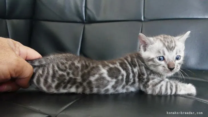 ID：2111-01179の子猫