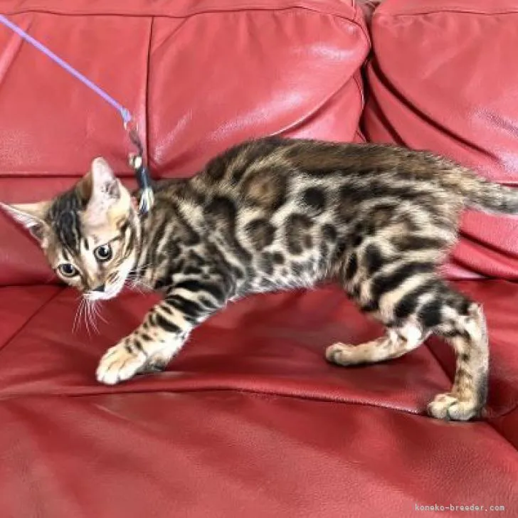 ID：2211-02020の子猫