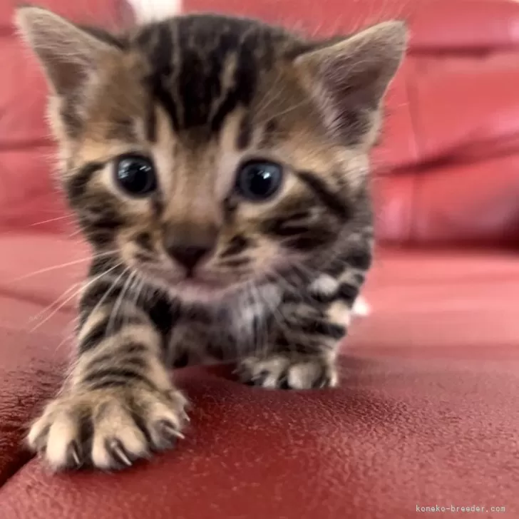 ID：2404-02905の子猫