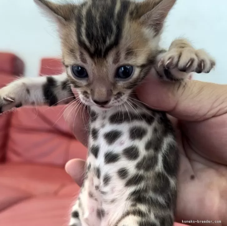 ID:2409-03127の子猫