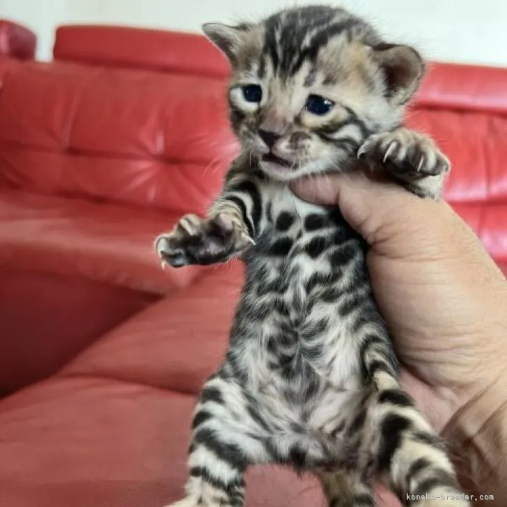 ID：2303-00249の子猫