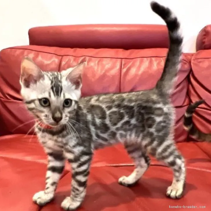 Gattumo 様のお迎えした子猫