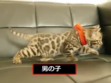 ベンガル【宮崎県・男の子・2021年2月2日・】の写真2「生後５週齢時撮影」