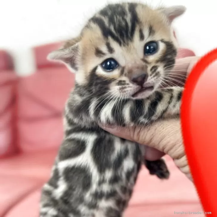 ID:2505-00012の子猫
