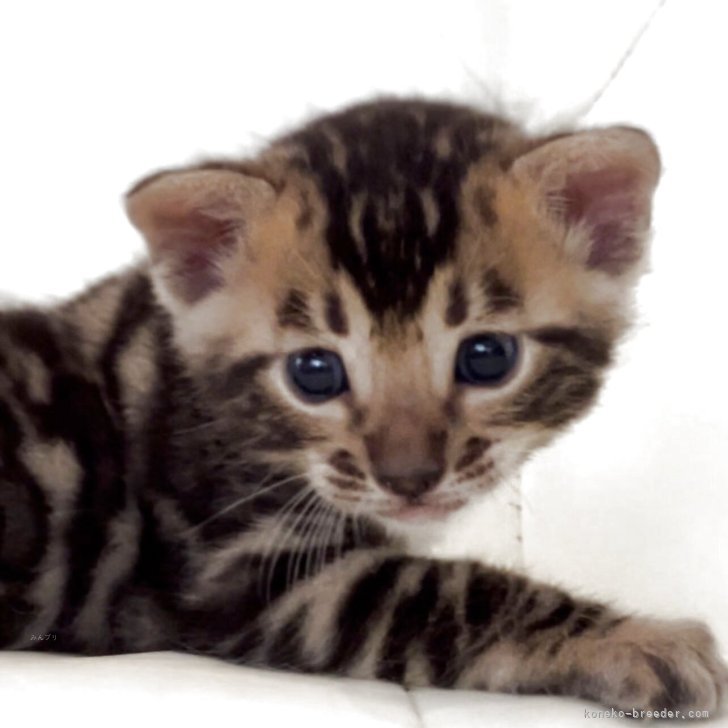 ブリーダー画像