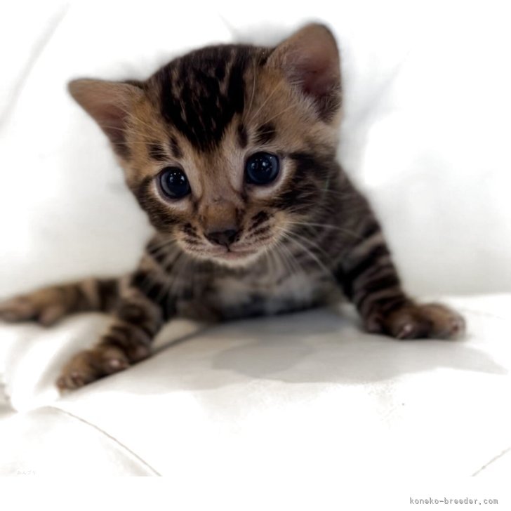 ブリーダー画像