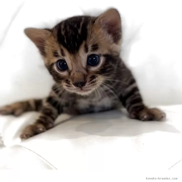 ベンガル【宮崎県・男の子・2025年8月17日・ブラウンスポテッドタビー】の写真1