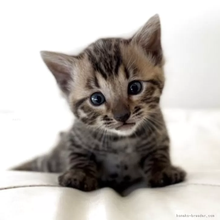 ID：2605-00957の子猫