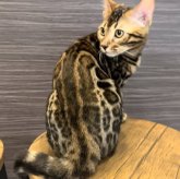 ベンガル