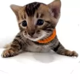 ベンガル