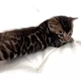 ベンガル【宮崎県・男の子・2025年8月17日・ブラウンスポテッドタビー】の写真3