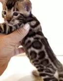 ベンガル【宮崎県・男の子・2025年8月17日・ブラウンスポテッドタビー】の写真3