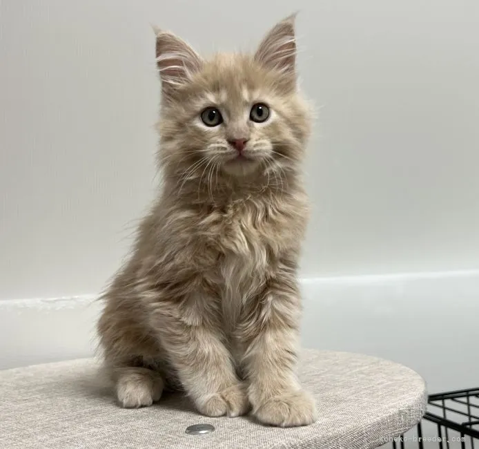 ID：2202-00824の子猫