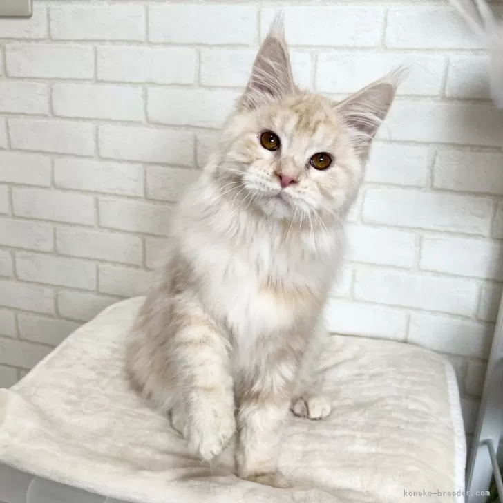 ID：2308-03367の子猫