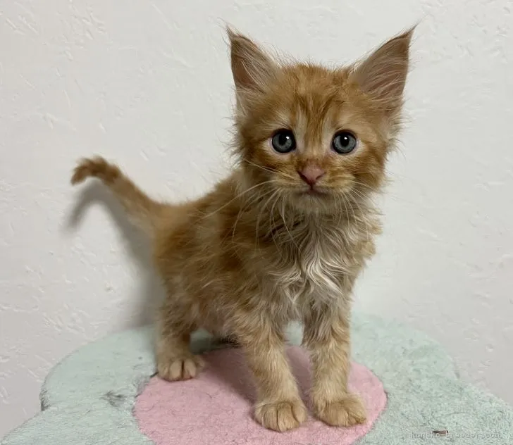 ID:2201-01542の子猫