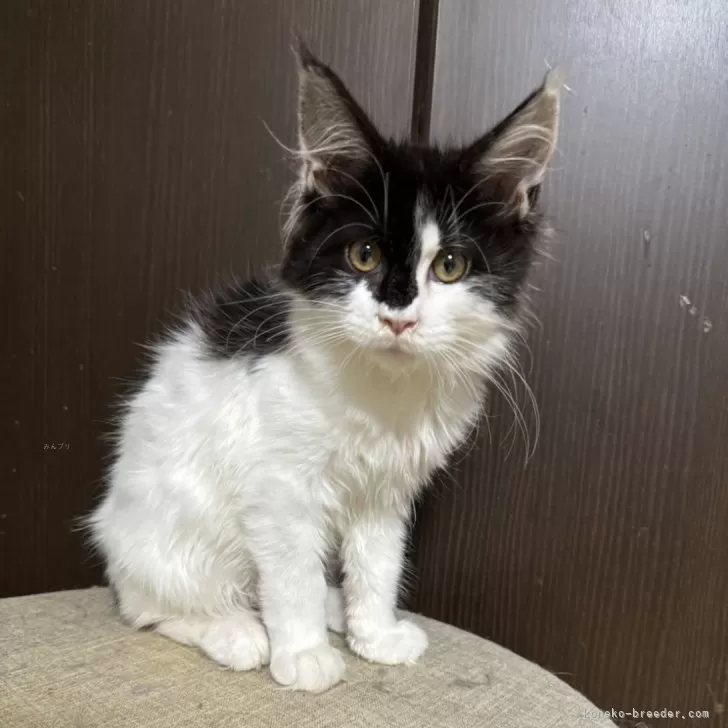 ID:2312-00360の子猫