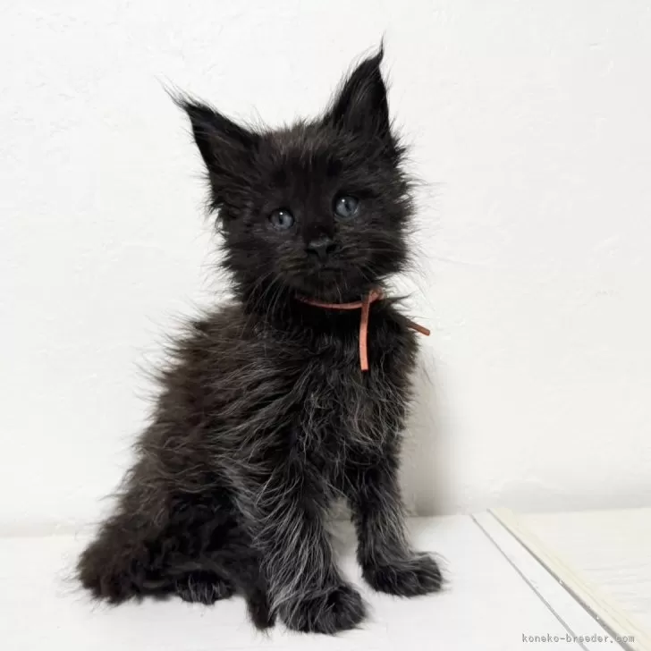 ID:2406-00333の子猫