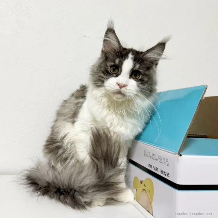 ぽこのすけ 様のお迎えした子猫