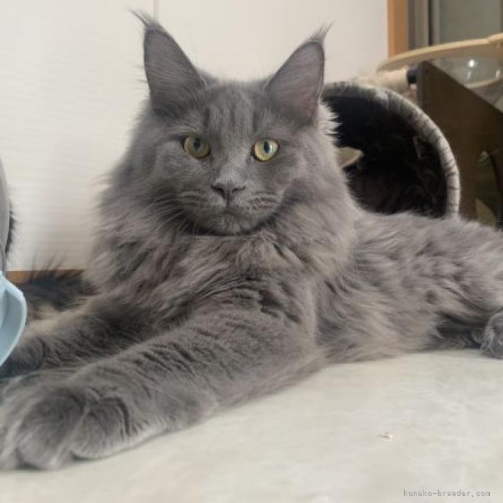 バヌアツ 5 Vatu メインクーン猫 2015年 コイン コレクション