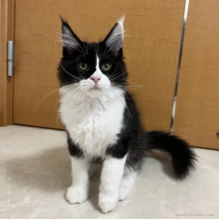 滝村　正和 様のお迎えした子猫