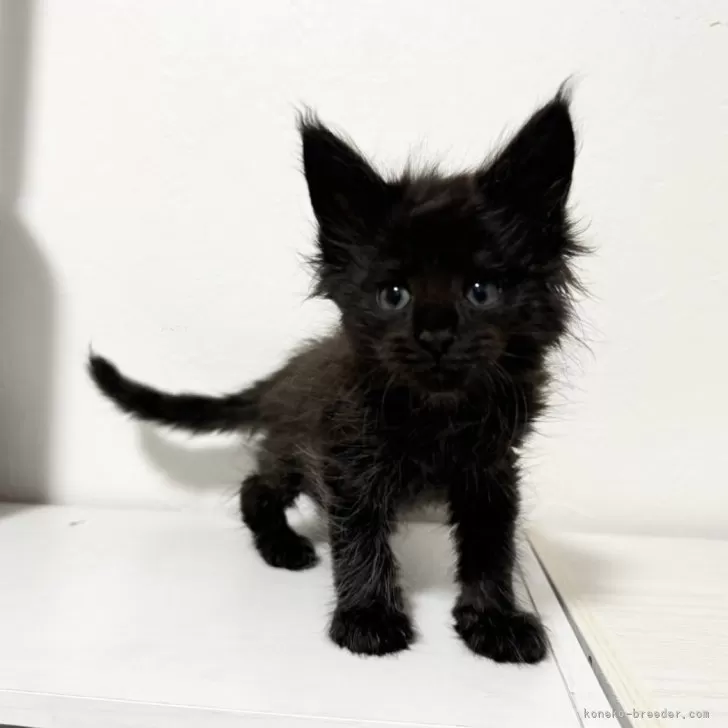 ID:2406-00332の子猫