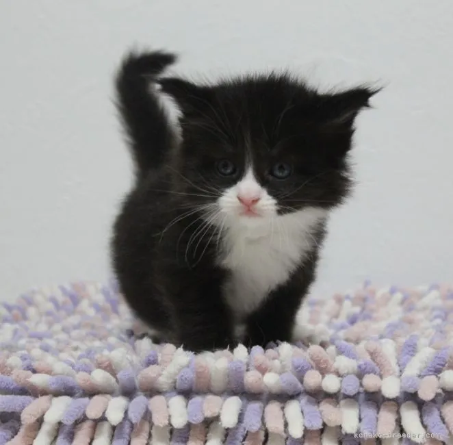 ID：2105-02607の子猫