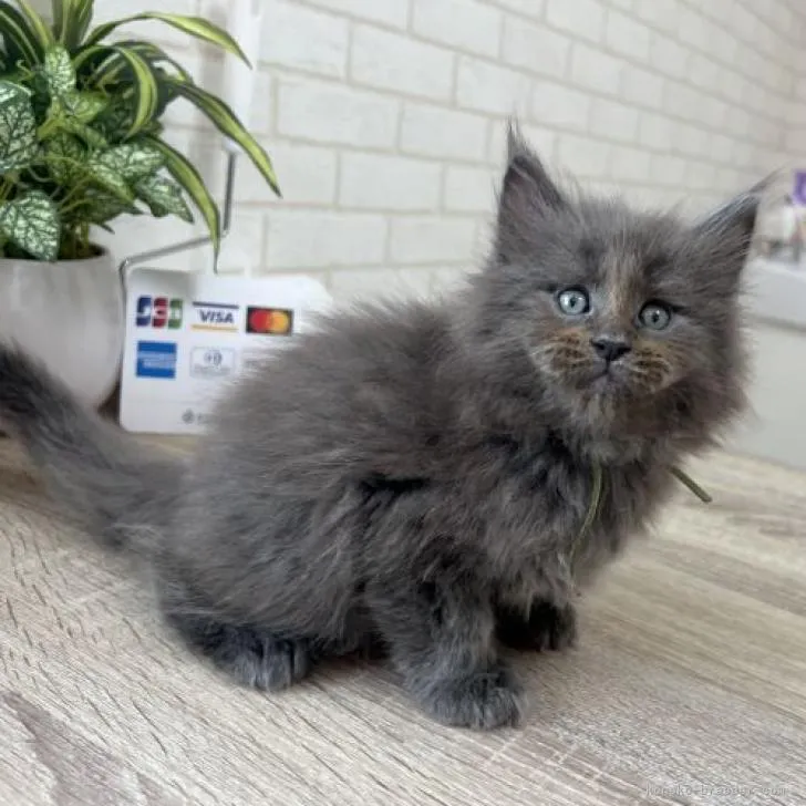 Yume 様のお迎えした子猫