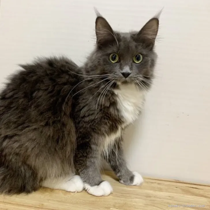 ID：2212-01539の子猫