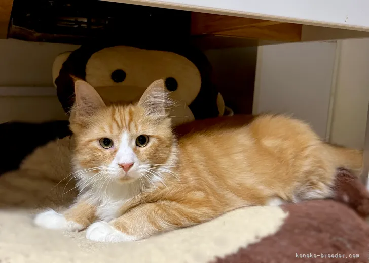 unhalf 様のお迎えした子猫