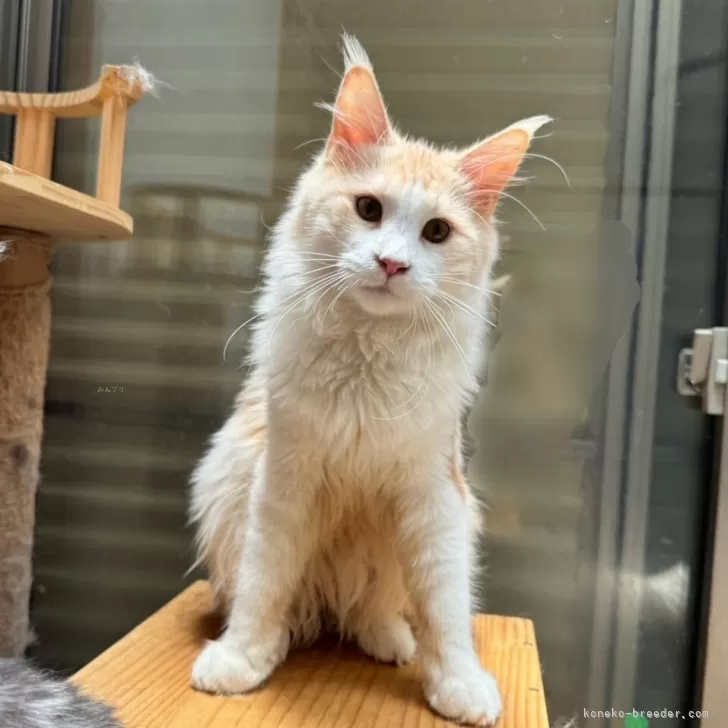 ID：2312-00362の子猫