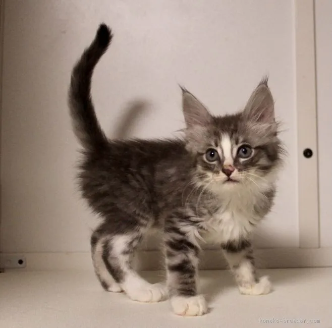 niqman 様のお迎えした子猫