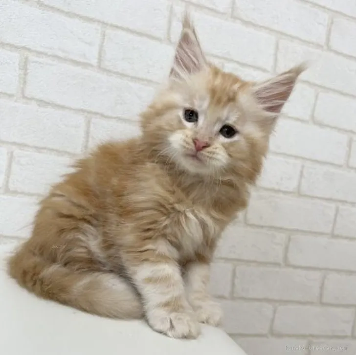 J.N 様のお迎えした子猫