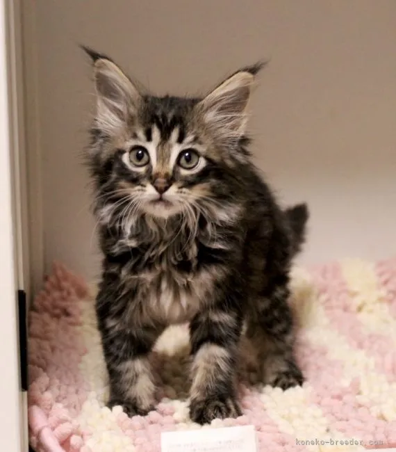 ID：2102-01244の子猫