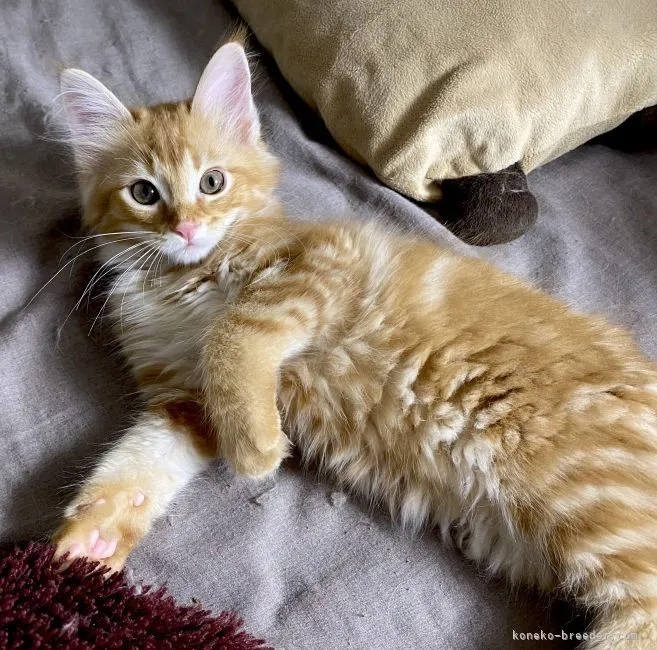 ID：2102-01242の子猫