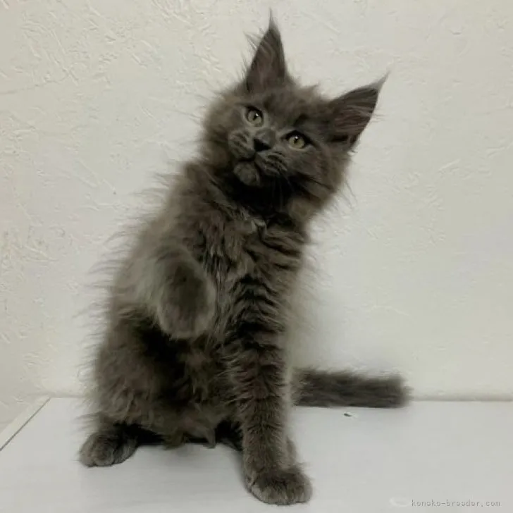 K 様のお迎えした子猫