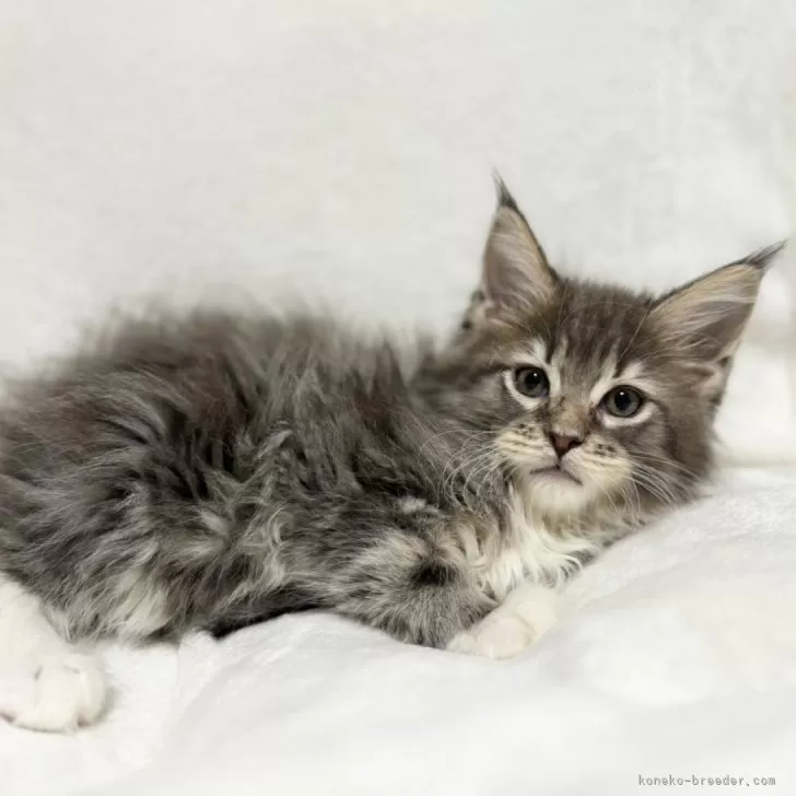 わちゃん 様のお迎えした子猫